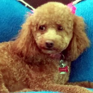 Meet your Posher, Denise